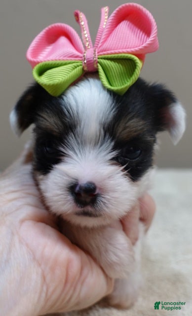 Yorkshire Terrier dogs Kiva - Ad 20