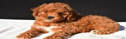 Toy Poodle dogs for sale: Sammy - Ad 7