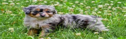 Mini Aussiedoodle dogs for sale: Gracie - Ad 6