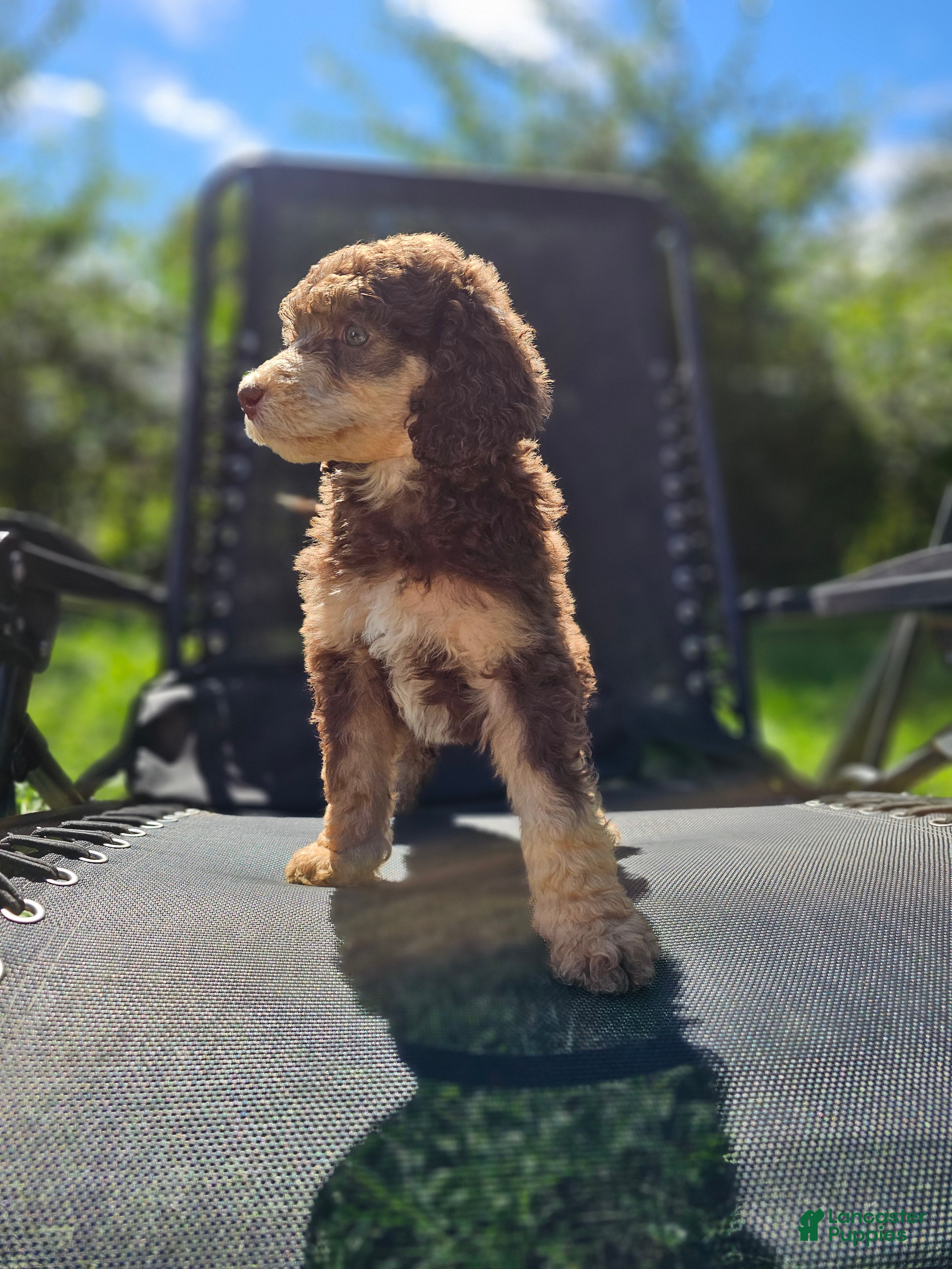 Padmè, Standard Poodle