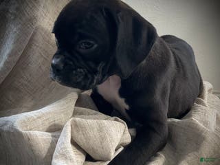 Boxer dogs for sale: Blaine - Ad 1