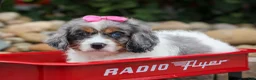 Cavapoo dogs for sale:  Paisley🎀 - Ad 11