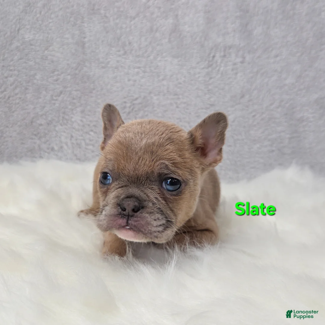 Mixed Breed dogs for sale: Slate - Ad 4