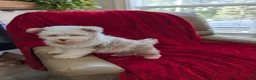 Pomapoo dogs for sale: Barker - Ad 5