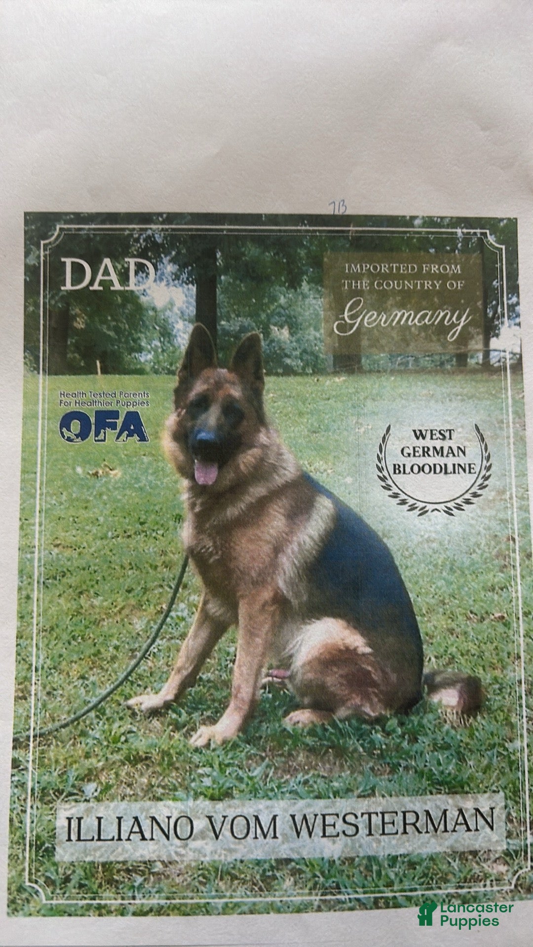 German Shepherd dogs German Shepherd 1 - Ad 2