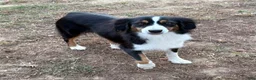 Australian Shepherd dogs for sale: Tinker Bell - Ad 9