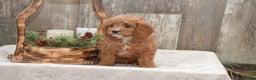 Cavapoo dogs for sale: Kyler - Ad 5