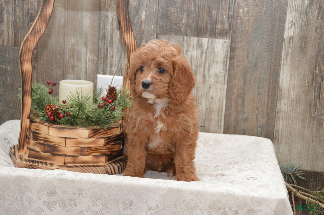 Cavapoo dogs for sale: Kyler - Ad 5