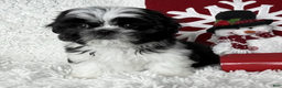 Shih Tzu dogs for sale: AKC Commet - Ad 1