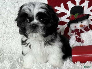 Shih Tzu dogs AKC Commet - Ad 6