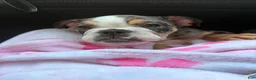 English Bulldog dogs for sale: Butters !  - Ad 7