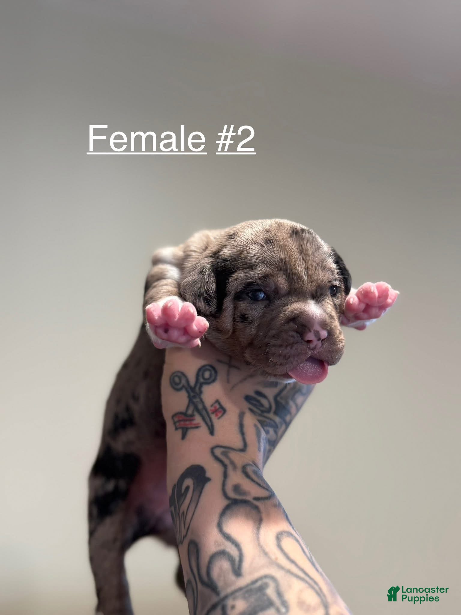 Fawn merle American Bully Puppies for sale Lancaster Puppies