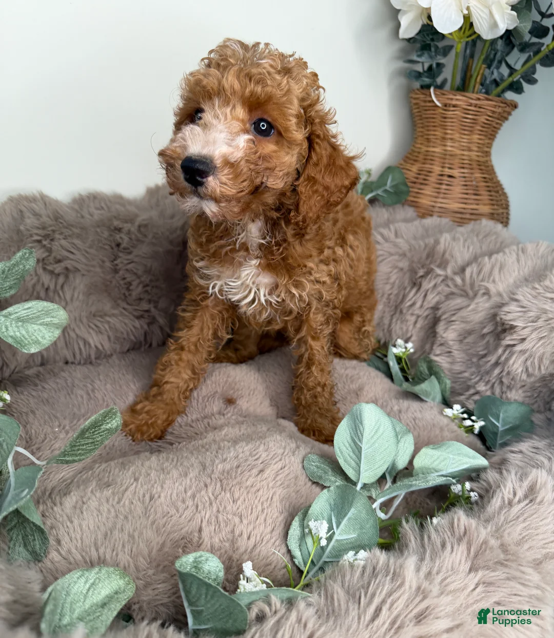Cockapoo dogs for sale: Delilah - Ad 2