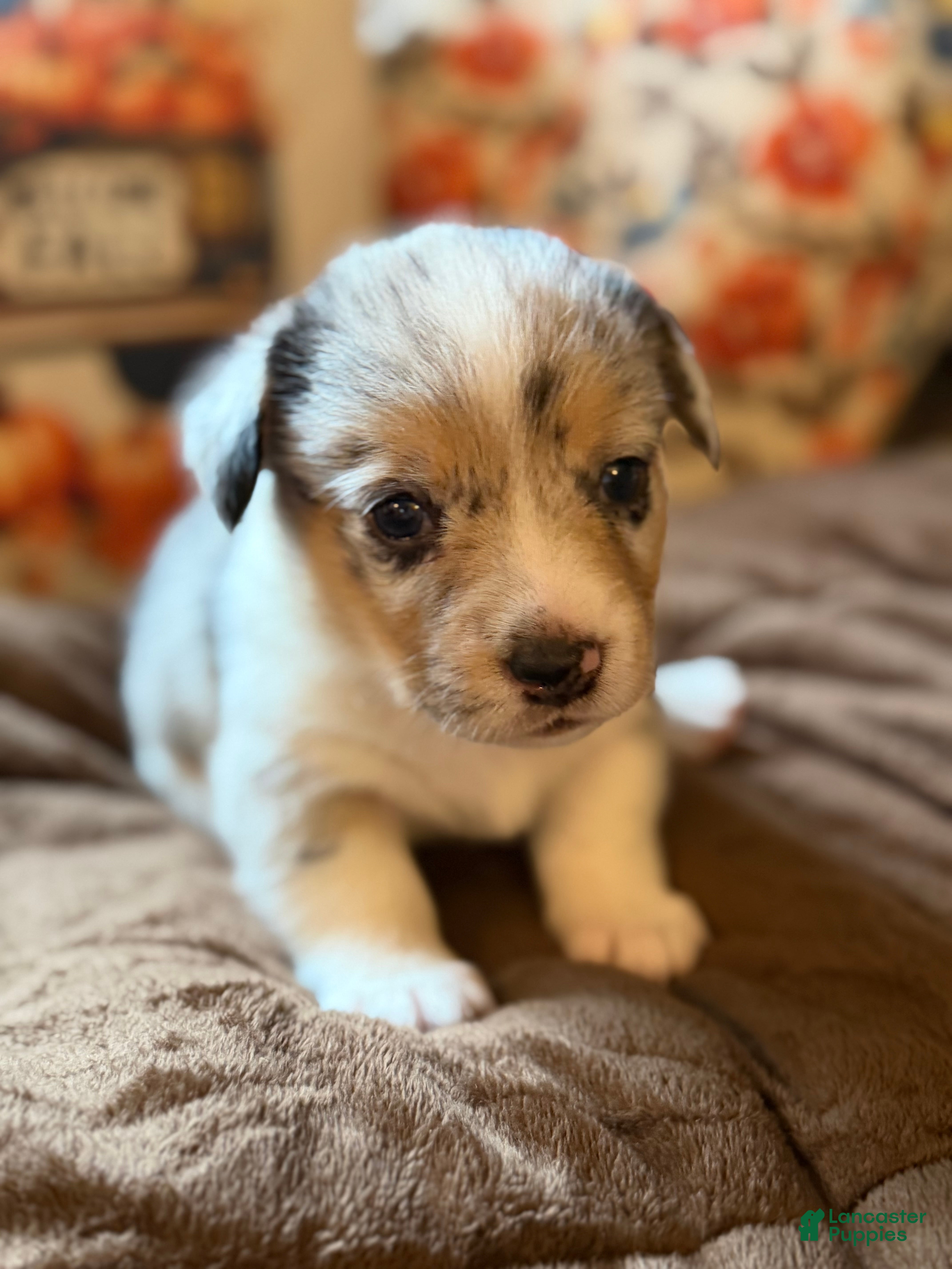 Mixed Breed dogs Doc - Ad 39