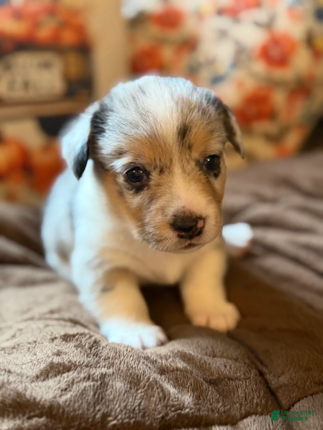 Mixed Breed dogs for sale: Doc - Ad 2