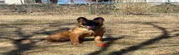 Belgian Malinois dogs for sale: Belgian Malinois 2 - Ad 2
