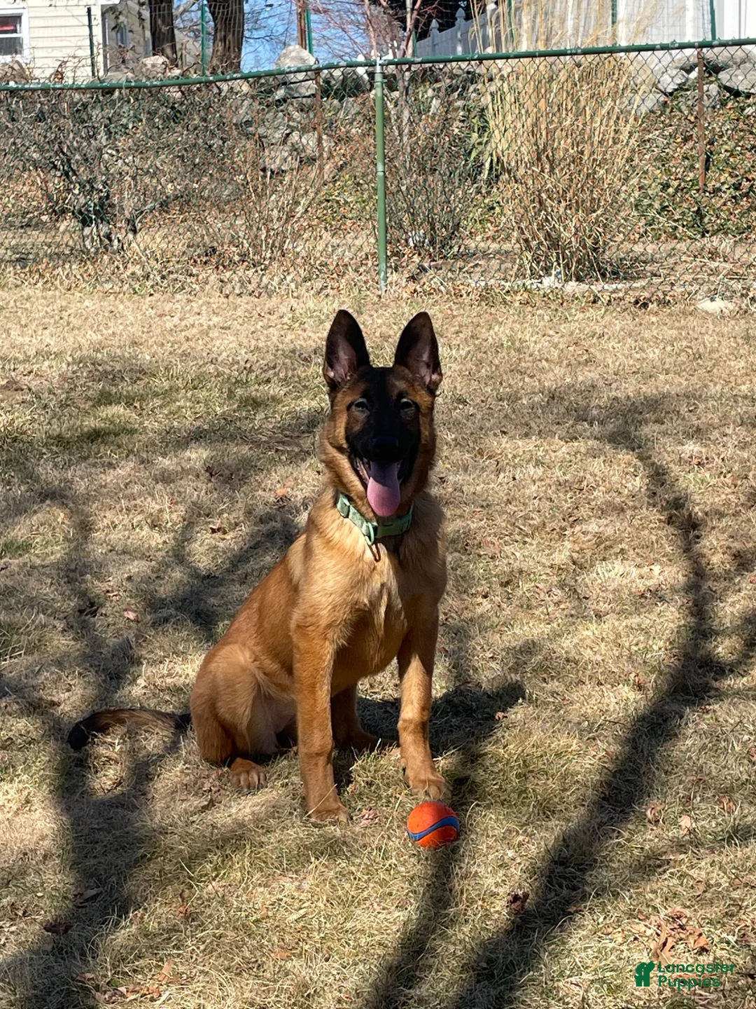 Belgian Malinois dogs for sale: Belgian Malinois 2 - Ad 2
