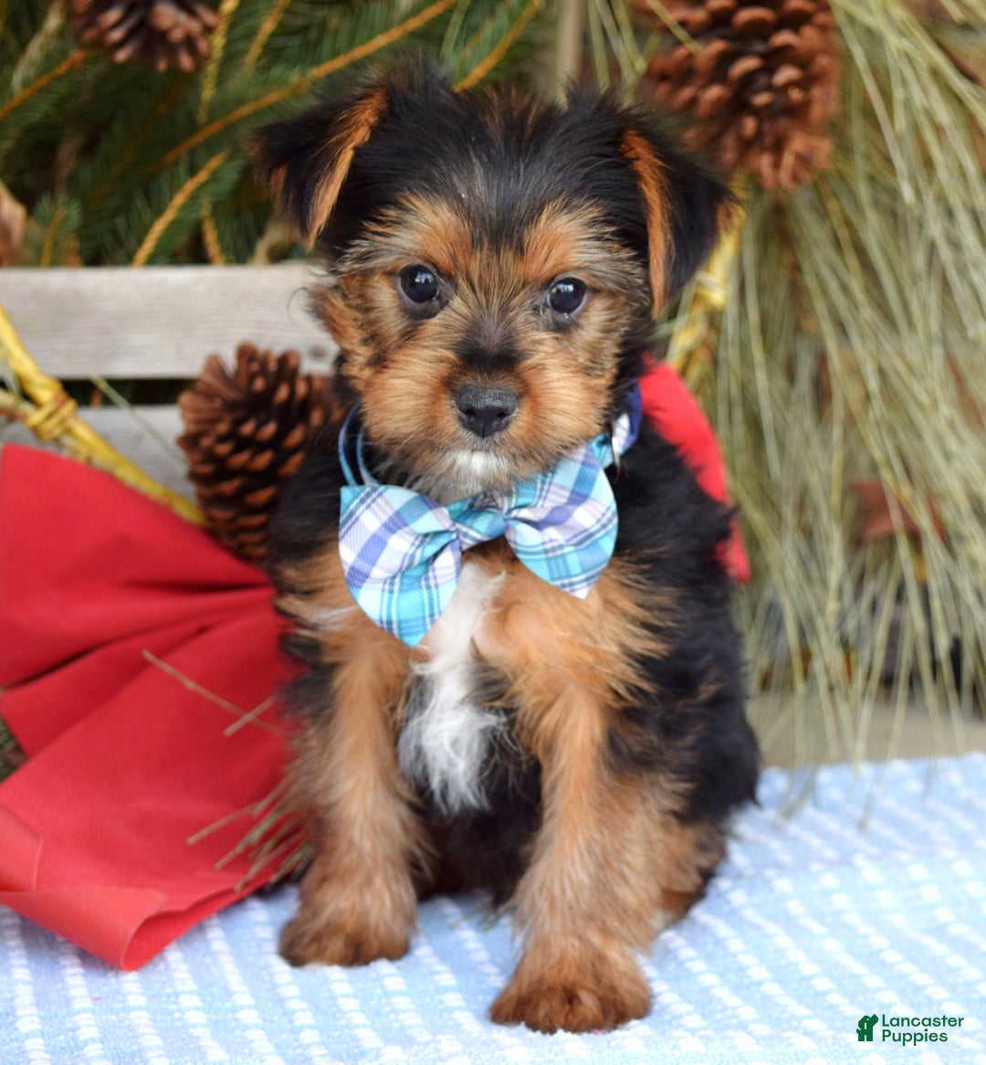 Yorkshire Terrier dogs for sale: Milo - Ad 5