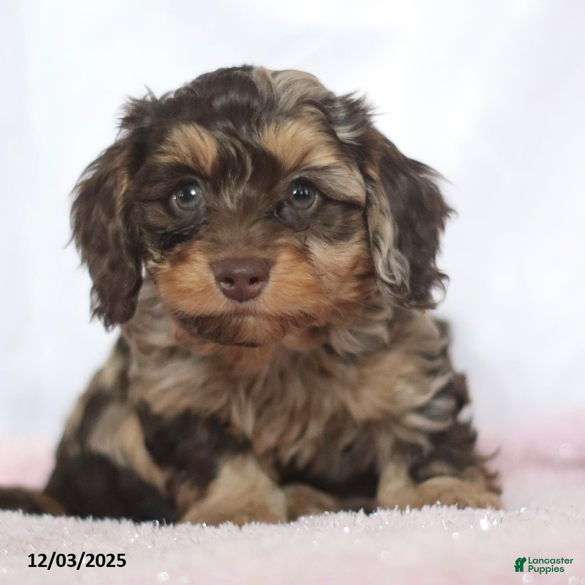Doxiepoo dogs Gerry - Ad 1