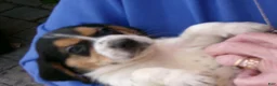 Beagle dogs for sale: Beagle 5 - Ad 1