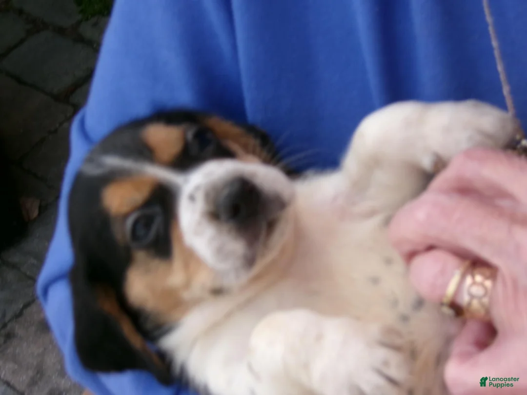 Beagle dogs for sale: Beagle 5 - Ad 1