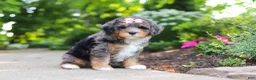 Mini Bernedoodle dogs for sale: Zoey - Ad 3