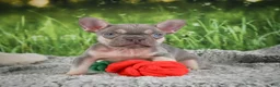 French Bulldog dogs for sale: Reba - Ad 5