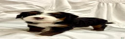 Mini Bernedoodle dogs for sale:  Bailey - Ad 1