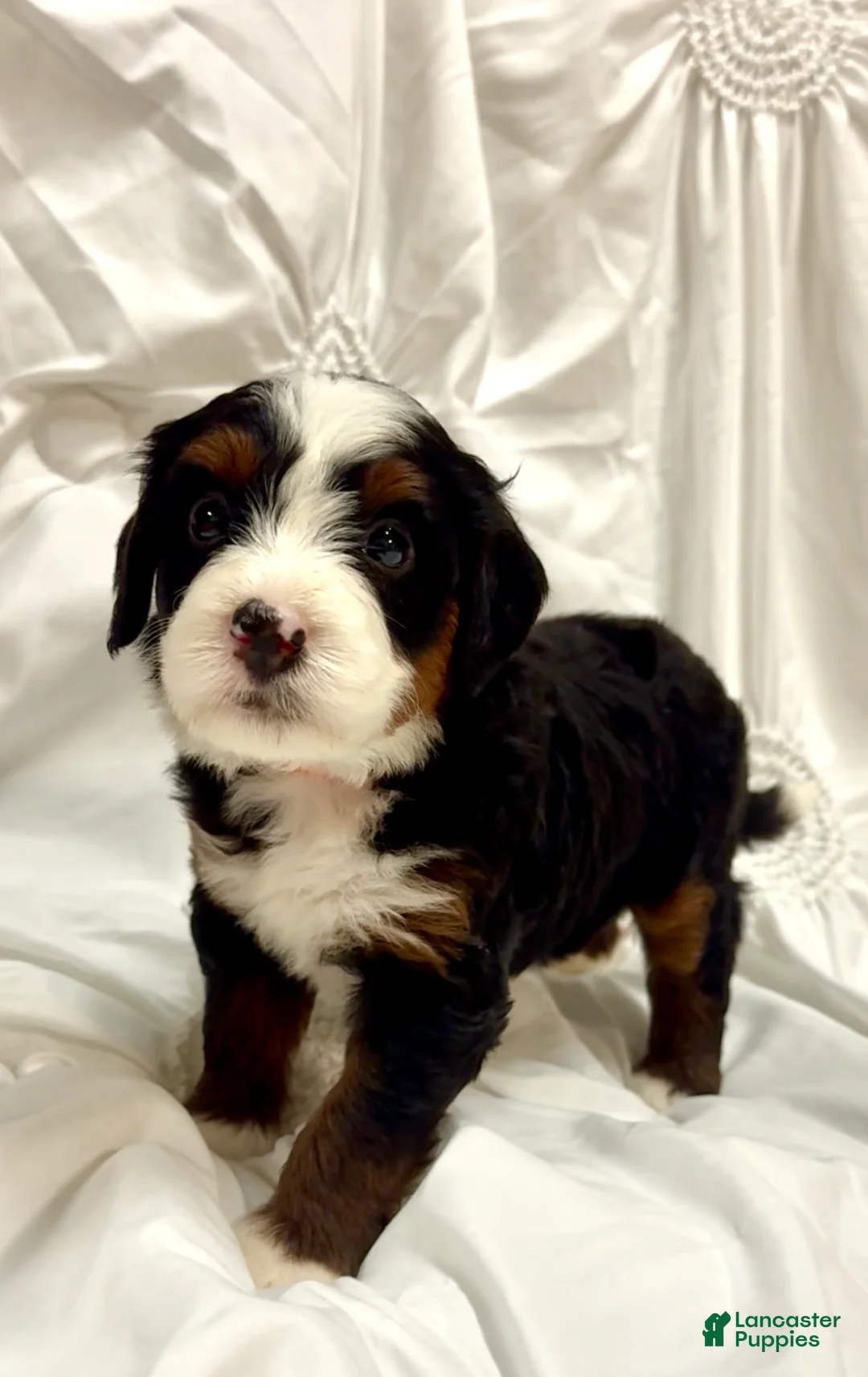 Mini Bernedoodle dogs for sale:  Bailey - Ad 1