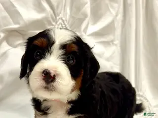 Mini Bernedoodle dogs Bailey - Ad 38