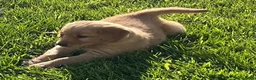 Golden Retriever dogs for sale: Golden Retriever 1 - Ad 1