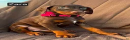Doberman Pinscher dogs for sale: Zara - Ad 3