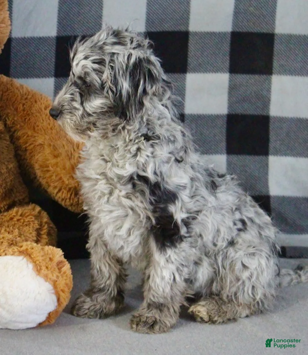 Mixed Breed dogs for sale: Raven - Ad 4