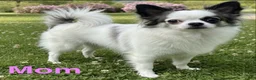 Mixed Breed dogs for sale: Mixed Breed 2 - Ad 5