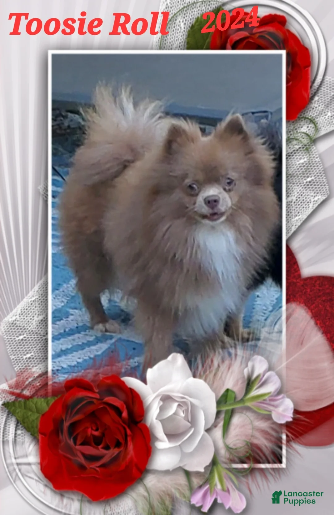 Pomeranian dogs for sale: Pomeranian Puppy 1 - Ad 4