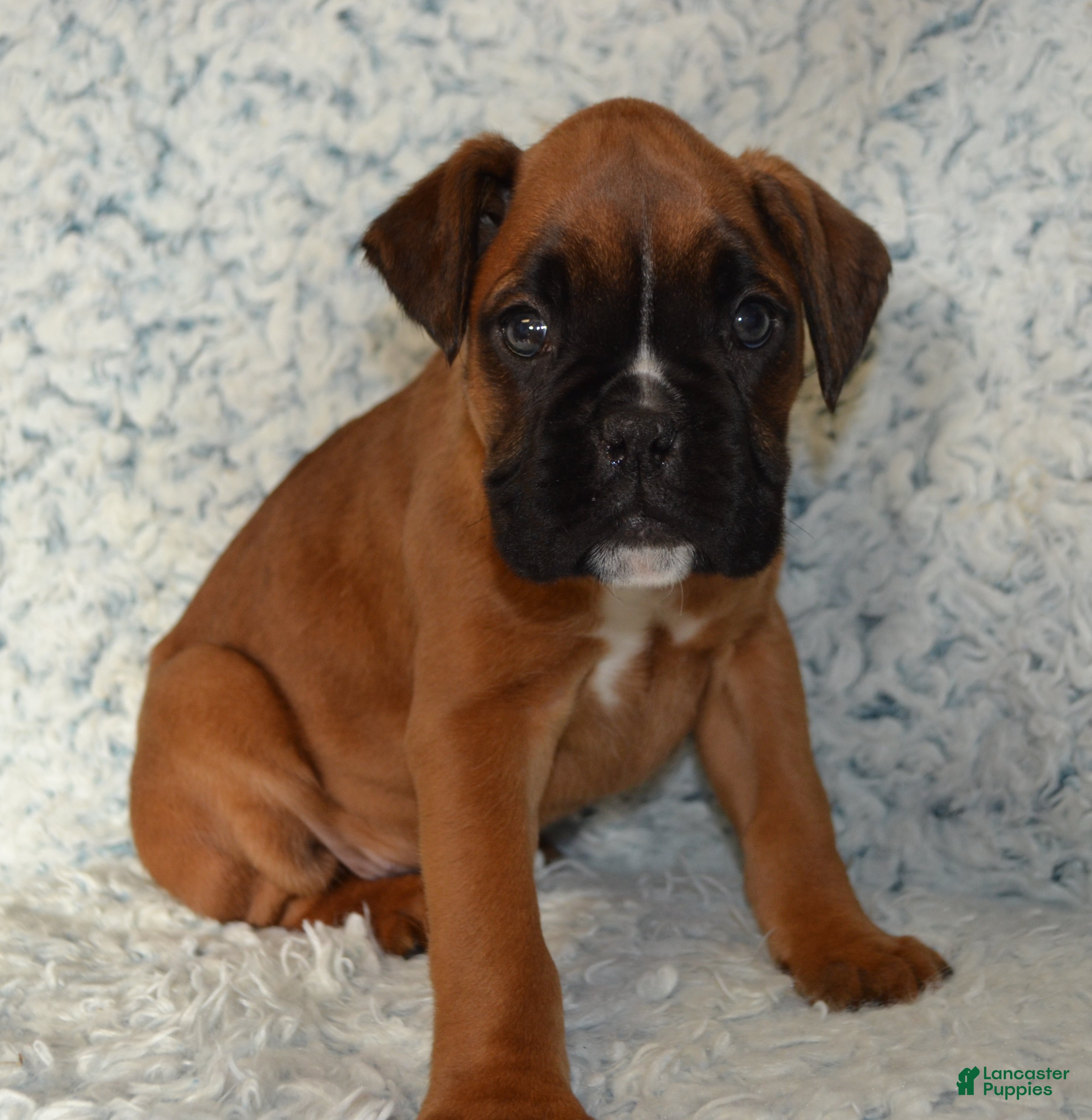 Boxer dogs Reena - Ad 2