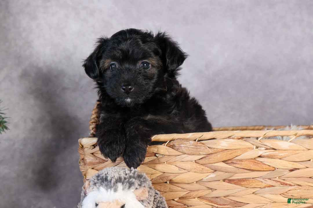 Mini Aussiedoodle dogs for sale: Snickers - Ad 4