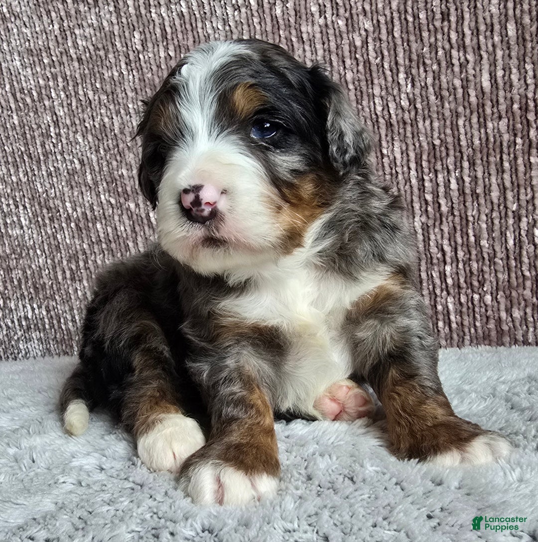 Mini Bernedoodle dogs for sale: Mini Chief - Ad 3