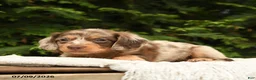 Miniature Dachshund dogs for sale: Icon - Ad 4