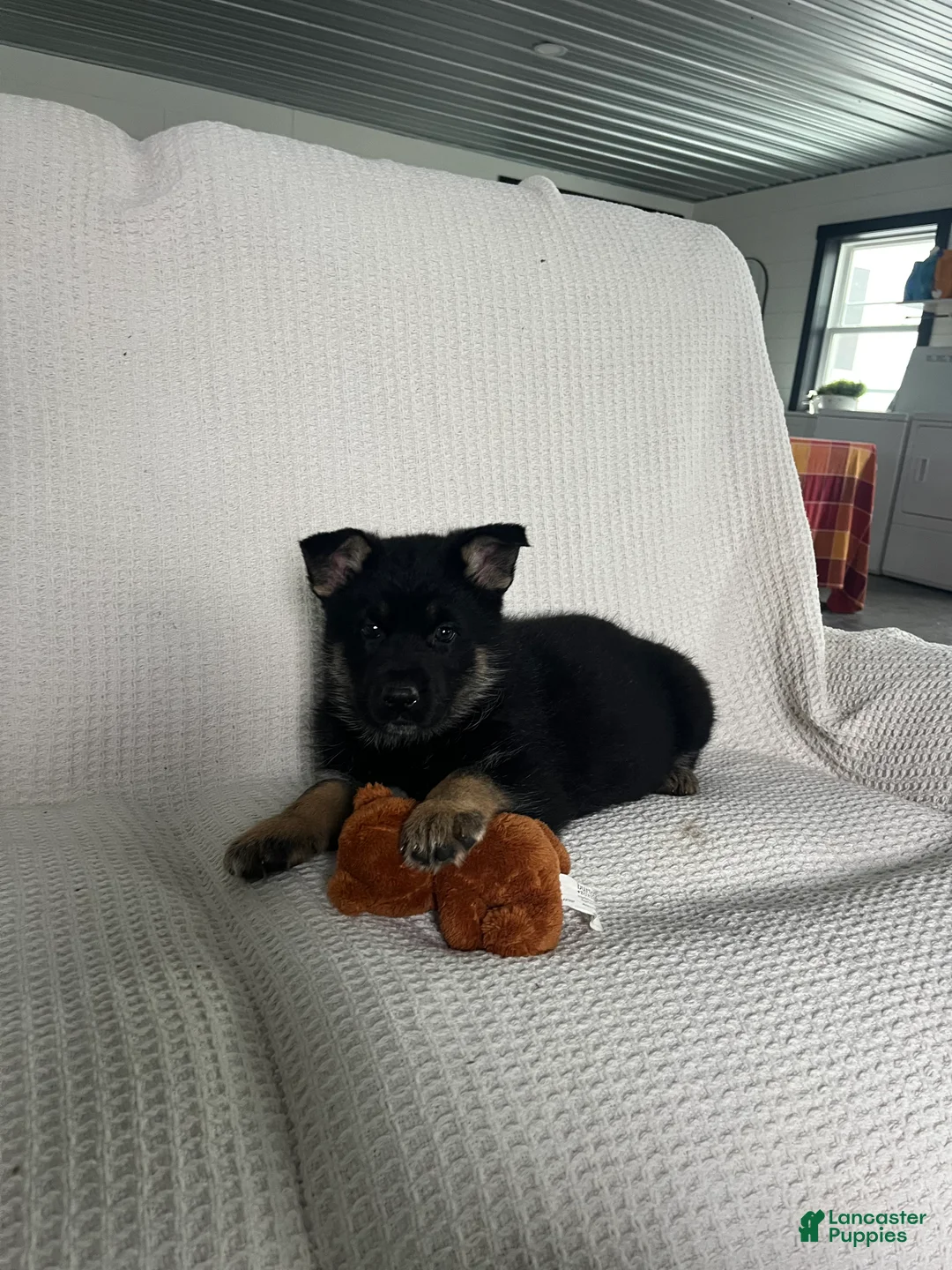 German Shepherd dogs for sale: River - Ad 2