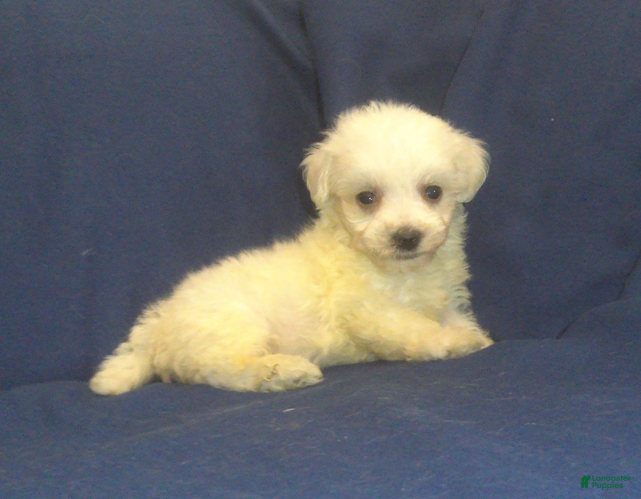 Maltipoo dogs Paris - Ad 1