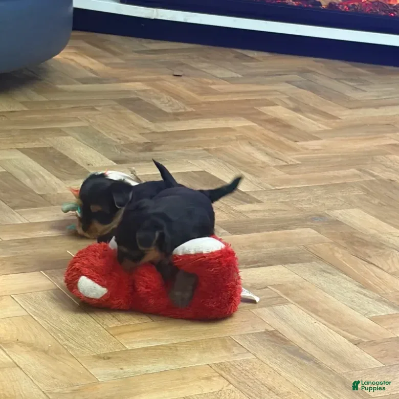 Yorkshire Terrier dogs Yorkshire Terrier 6 - Ad 7