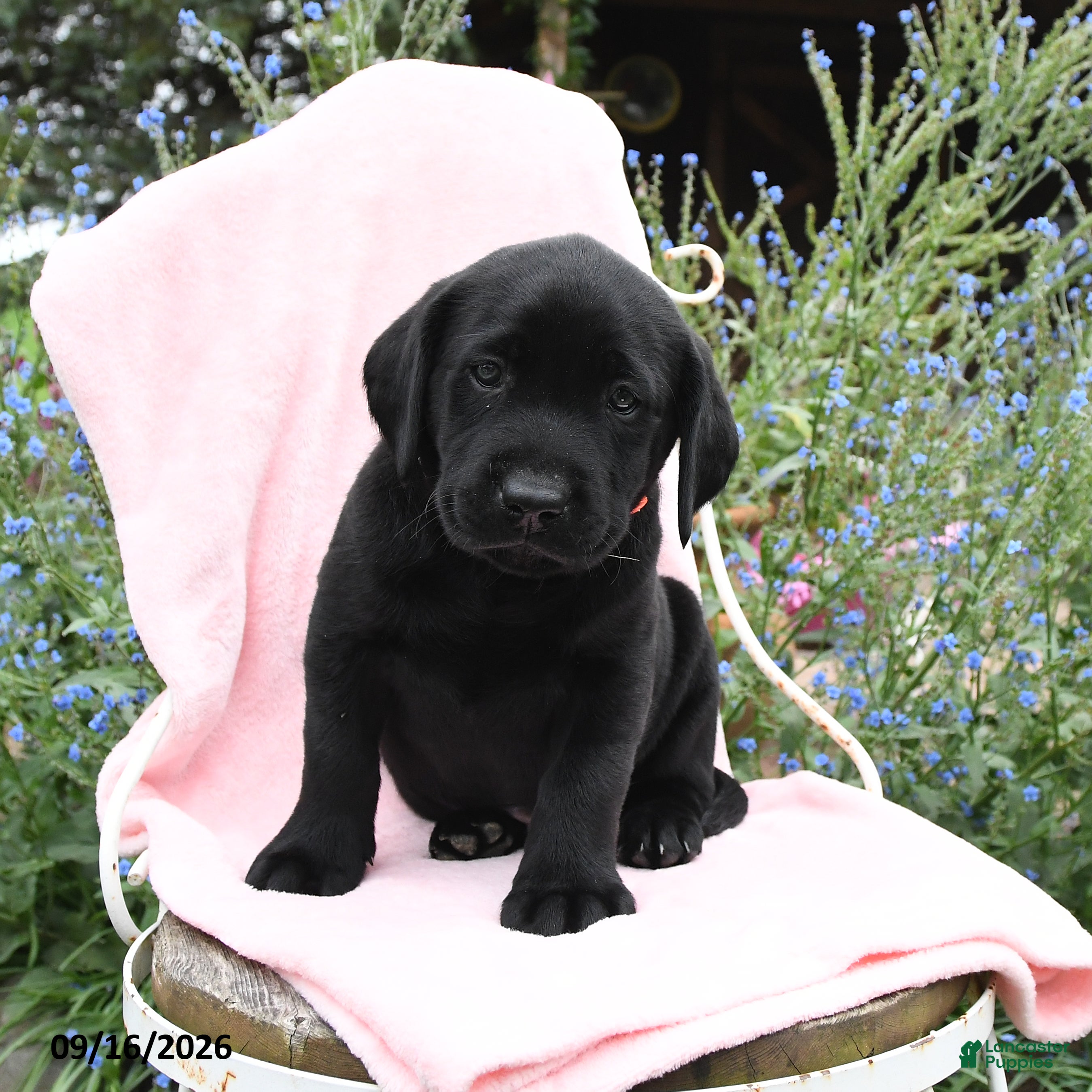 Labrador Retriever dogs Mike - Ad 2