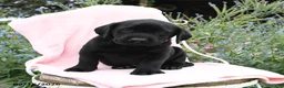 Labrador Retriever dogs for sale: Mike - Ad 2