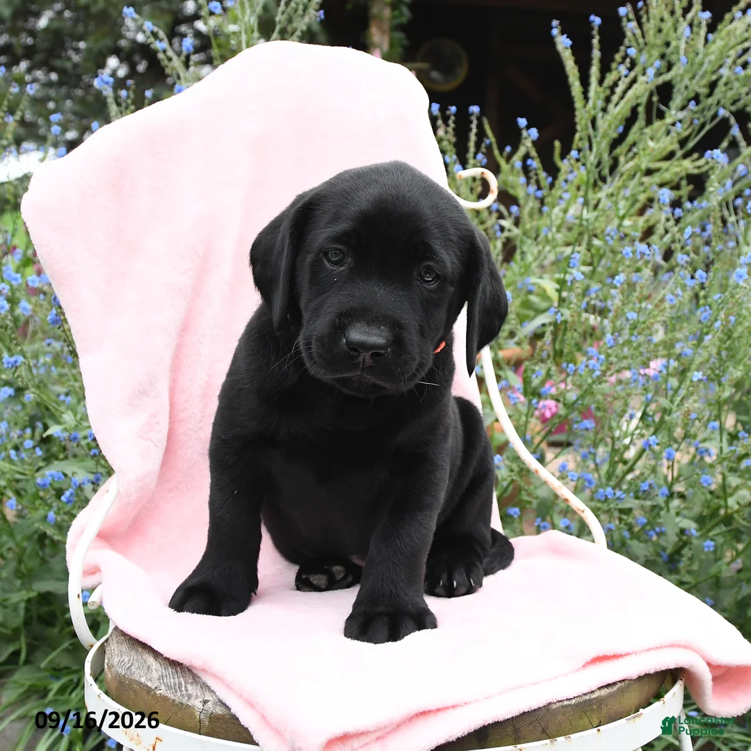 Labrador Retriever dogs for sale: Mike - Ad 2