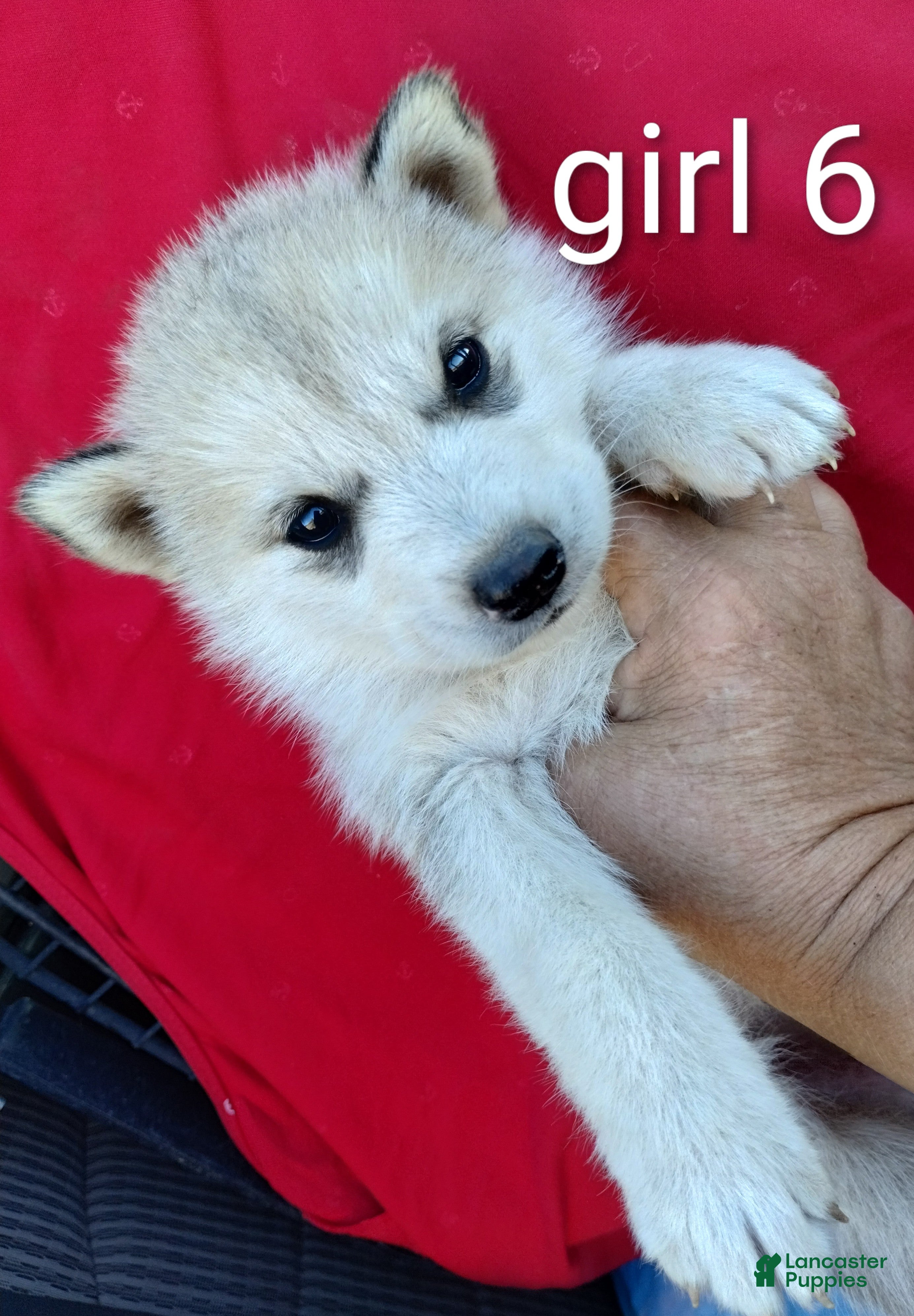 Alaskan Husky dogs Alaskan Husky Puppy 6 - Ad 2