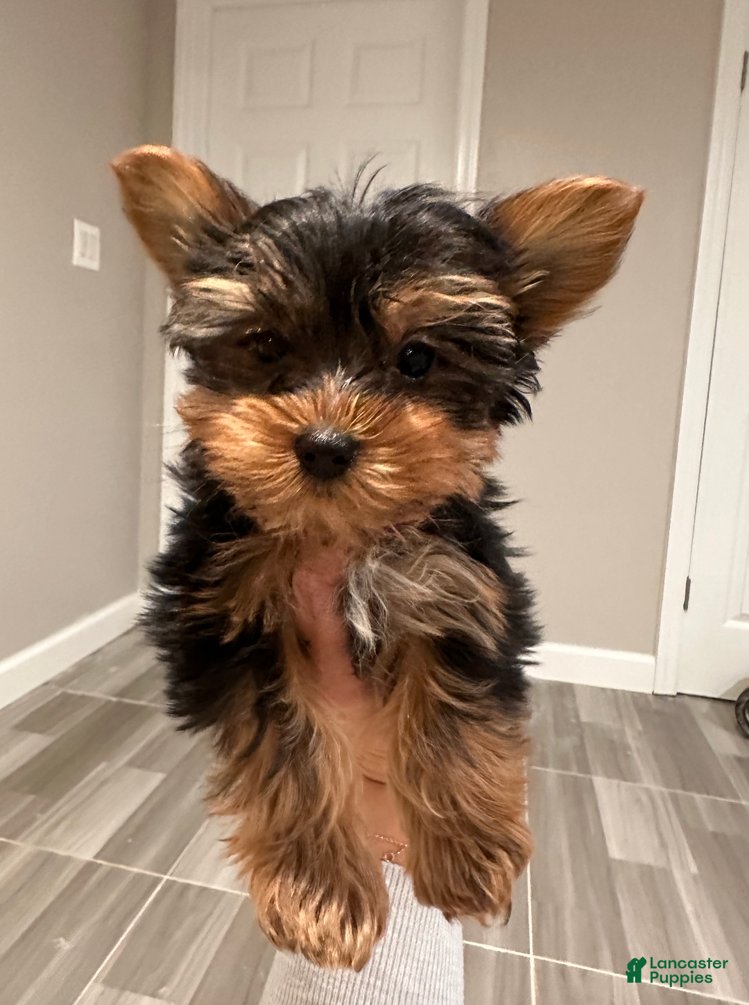 Yorkshire Terrier dogs for sale: Johnny- POTTY And CRATE TRAINED - Ad 1