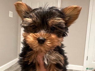 Yorkshire Terrier dogs Johnny- POTTY And CRATE TRAINED - Ad 18