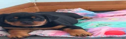 Rottweiler dogs for sale: Butter - Ad 6