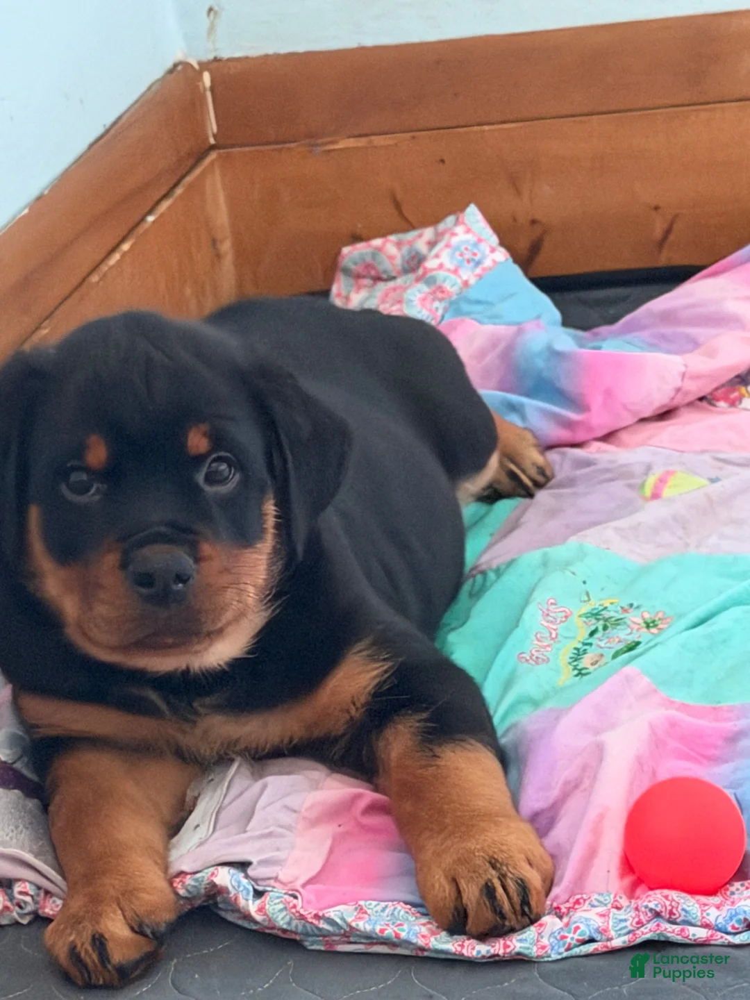 Rottweiler dogs for sale: Butter - Ad 6